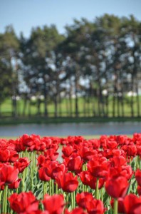 4_zahrada u zamku Mir_resize_20150522_104541