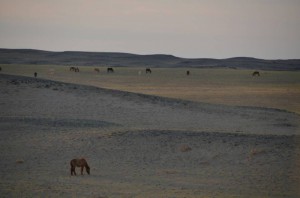 15_...jen kone a my...parada!!_resize_20150502_165257