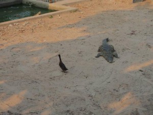 Osklive male kacatko1a