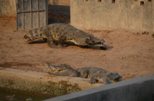 Osklive male kacatko2