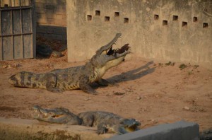 Osklive male kacatko3