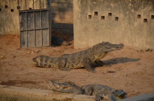 Osklive male kacatko4