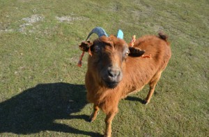 1. specialni Mongolska odruda s modrymi rohy