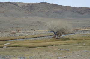 7. vrba tak trochu jinak