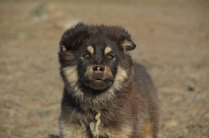 5. ovcacky hafan nevi, co si o nas myslet