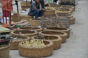 10_kachny vse pozoruji z povzdali_resize_20150511_121227